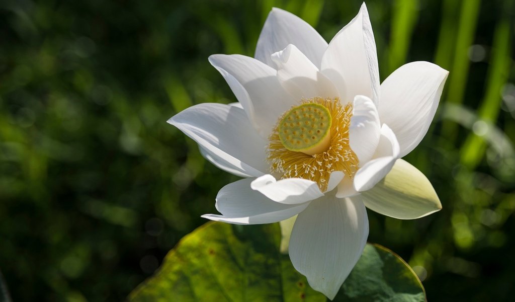 Обои листья, макро, фон, цветок, лепестки, белый, лотос, leaves, macro, background, flower, petals, white, lotus разрешение 2048x1152 Загрузить