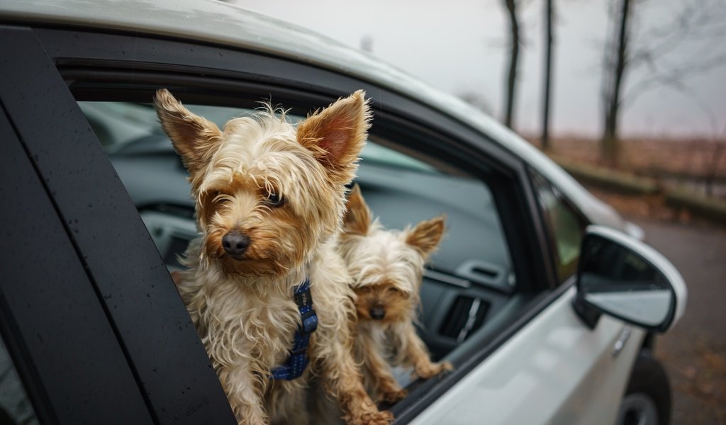 Обои машина, друзья, собаки, йоркширский терьер, machine, friends, dogs, yorkshire terrier разрешение 2048x1367 Загрузить