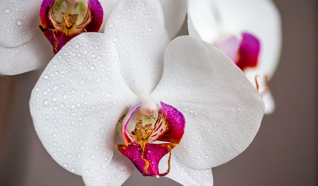 Обои цветы, капли, орхидеи, капли воды, flowers, drops, orchids, water drops разрешение 2048x1366 Загрузить