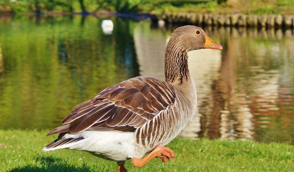 Обои озеро, птица, прогулка, гусь, lake, bird, walk, goose разрешение 3637x2422 Загрузить