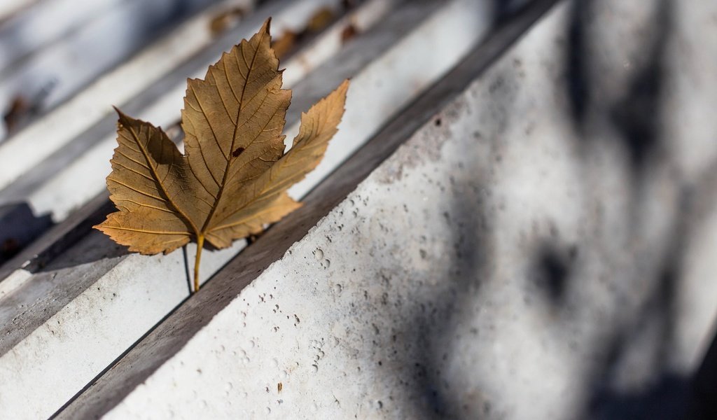 Обои природа, фон, осень, лист, кленовый лист, nature, background, autumn, sheet, maple leaf разрешение 2048x1182 Загрузить