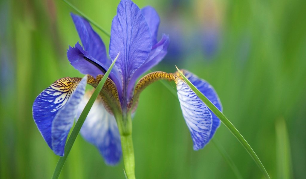 Обои природа, макро, цветок, лепестки, размытость, ирис, nature, macro, flower, petals, blur, iris разрешение 2048x1360 Загрузить