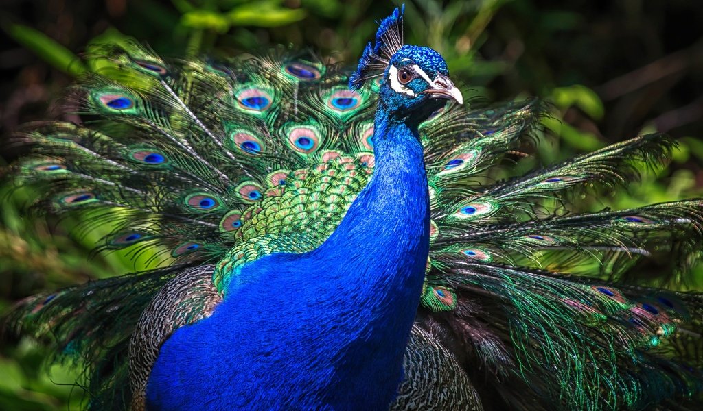 Обои природа, птица, клюв, павлин, перья, хвост, оперение, nature, bird, beak, peacock, feathers, tail разрешение 2048x1152 Загрузить