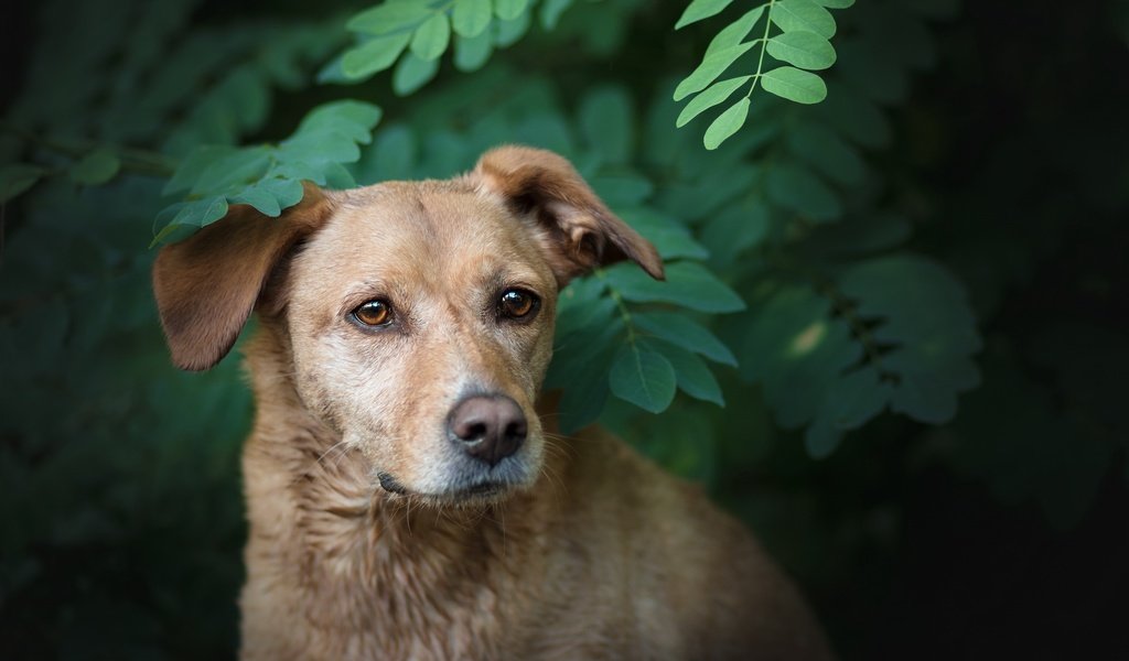 Обои природа, зелень, ветки, собака, друг, лабрадор, боке, nature, greens, branches, dog, each, labrador, bokeh разрешение 2560x1564 Загрузить