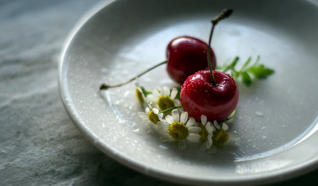 Обои цветы, ромашка, черешня, блюдце, ягоды, вишня, julie jablonski, flowers, daisy, cherry, saucer, berries разрешение 2560x1663 Загрузить