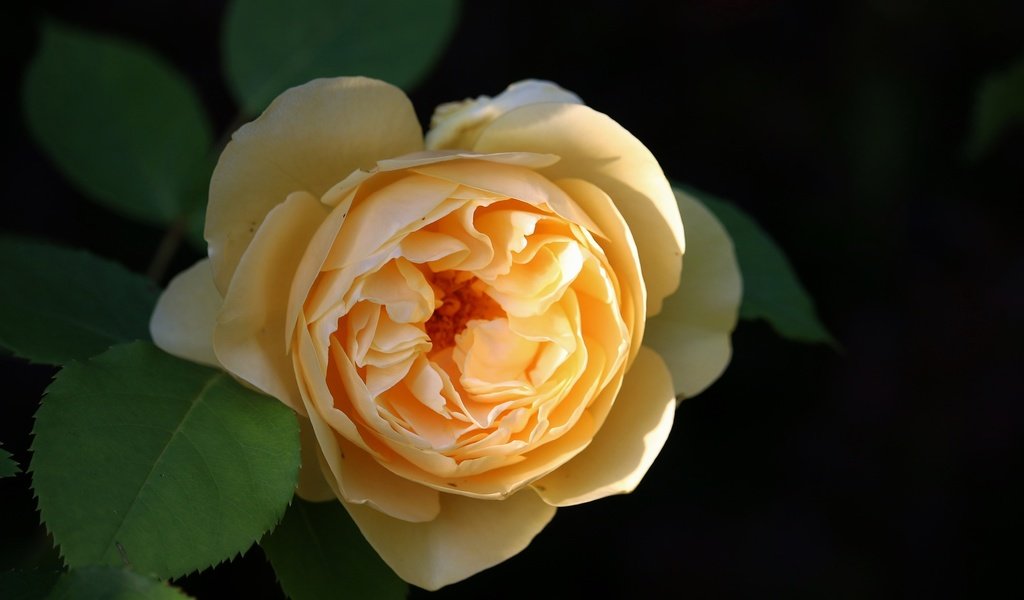 Обои роза, желтая роза, rose, yellow rose разрешение 5155x3437 Загрузить