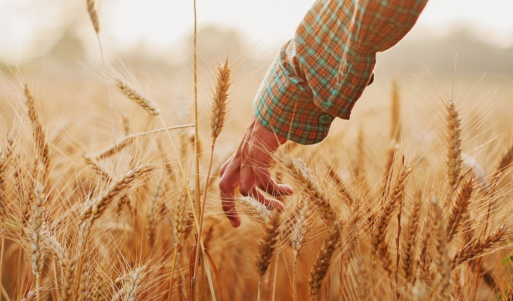 Обои рука, настроение, лето, колосья, пшеница, hand, mood, summer, ears, wheat разрешение 2048x1360 Загрузить