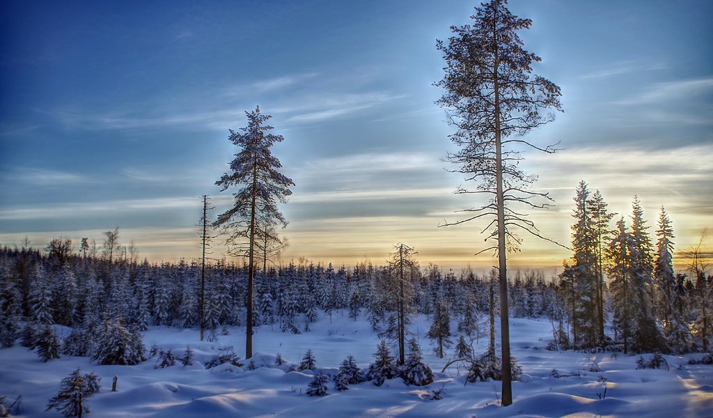 Обои небо, деревья, снег, лес, зима, финляндия, the sky, trees, snow, forest, winter, finland разрешение 6000x4004 Загрузить