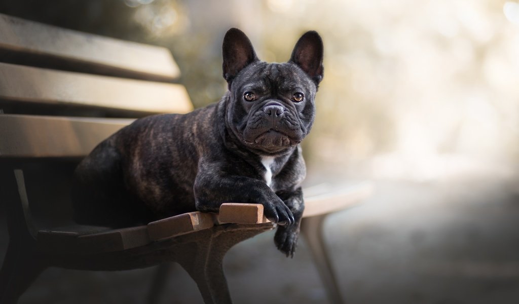 Обои собака, друг, скамья, французский бульдог, dog, each, bench, french bulldog разрешение 2560x1493 Загрузить