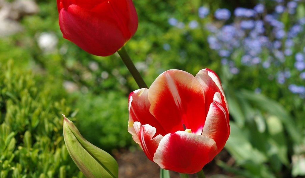 Обои цветы, весна, тюльпаны, красные тюльпаны, flowers, spring, tulips, red tulips разрешение 2858x2370 Загрузить
