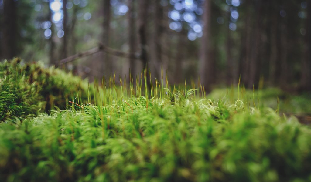 Обои трава, деревья, зелень, лес, макро, мох, andrei pavel, grass, trees, greens, forest, macro, moss разрешение 2048x1360 Загрузить