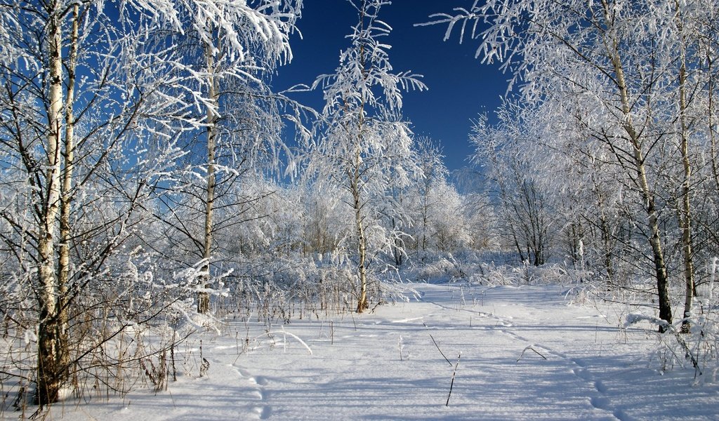 Обои деревья, снег, зима, мороз, россия, следы, trees, snow, winter, frost, russia, traces разрешение 3602x2398 Загрузить