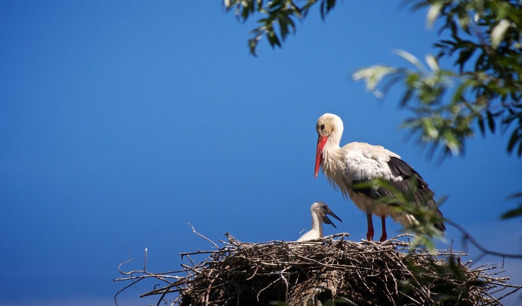 Обои небо, птенец, ветки, птицы, аист, гнездо, the sky, chick, branches, birds, stork, socket разрешение 2048x1367 Загрузить