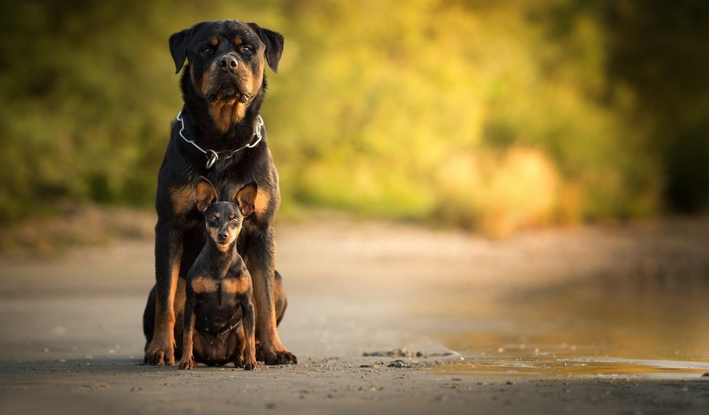 Обои собака, собаки, боке, ротвейлер, карликовый пинчер, dog, dogs, bokeh, rottweiler, miniature pinscher разрешение 1920x1200 Загрузить