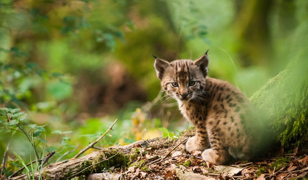 Обои природа, рысь, мордочка, взгляд, детеныш, рысёнок, nature, lynx, muzzle, look, cub, a small lynx разрешение 1920x1200 Загрузить