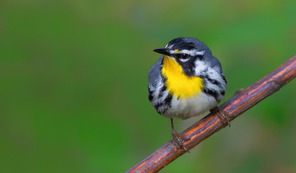 Обои птица, клюв, перья, камышевка, славка, magnolia warbler, bird, beak, feathers, warbler разрешение 1920x1200 Загрузить