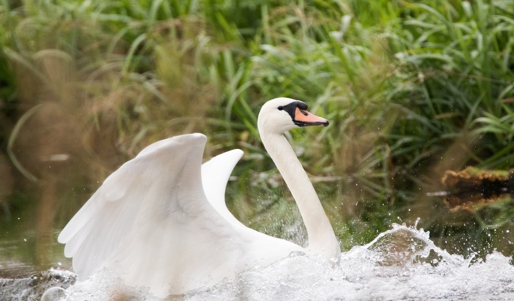 Обои вода, капли, крылья, птица, клюв, лебедь, water, drops, wings, bird, beak, swan разрешение 2048x1365 Загрузить