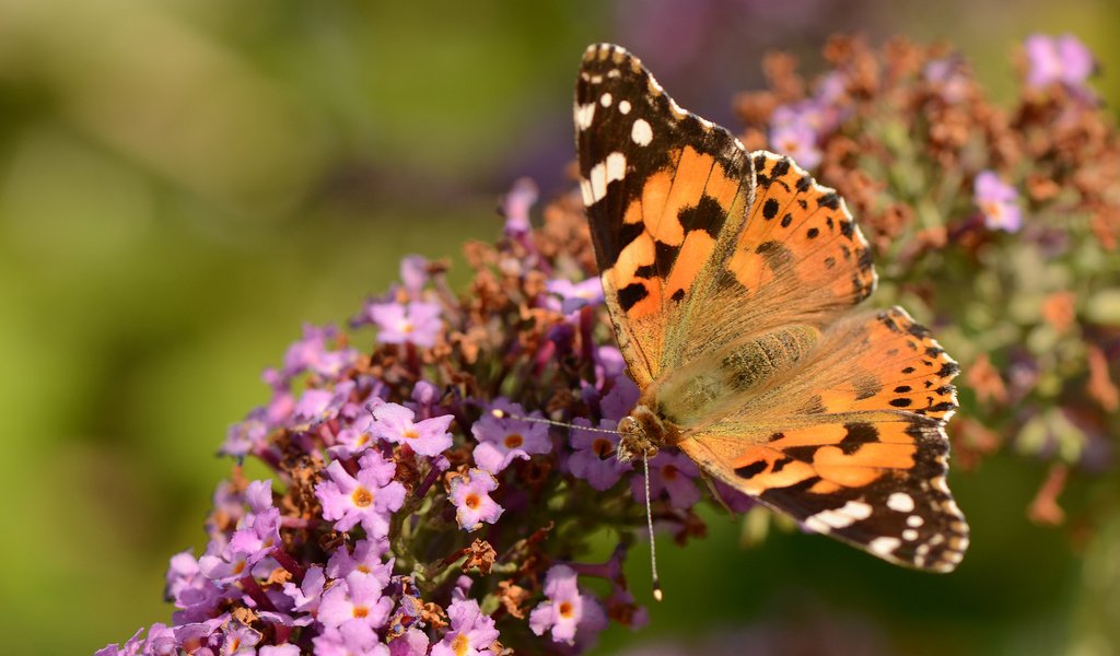 Обои насекомое, цветок, бабочка, крылья, сиреневый, insect, flower, butterfly, wings, lilac разрешение 4073x2698 Загрузить