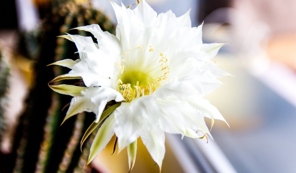 Обои цветок, окно, кактус, белый цветок, flower, window, cactus, white flower разрешение 2560x1707 Загрузить