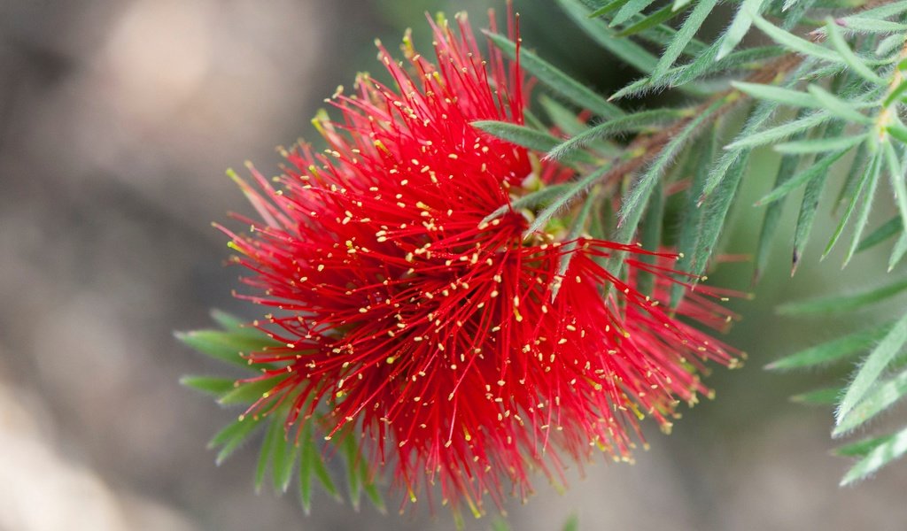 Обои цветок, лепестки, растение, экзотика, каллистемон, flower, petals, plant, exotic, callistemon разрешение 4288x2765 Загрузить