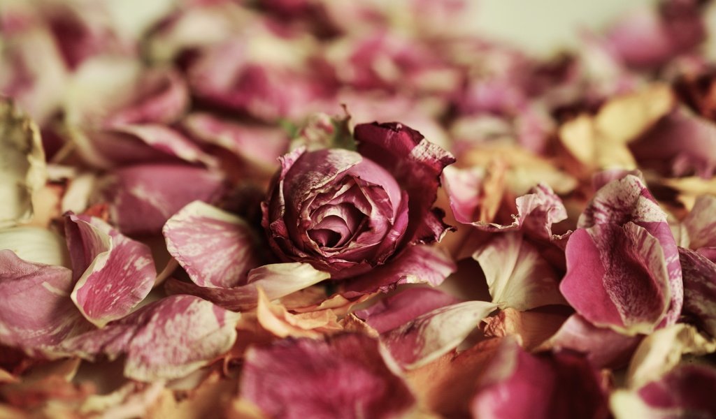 Обои цветок, роза, лепестки, бутон розы, flower, rose, petals, rosebud разрешение 6000x4000 Загрузить