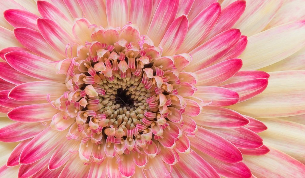 Обои макро, цветок, лепестки, цвет, тычинки, хризантема, астра, macro, flower, petals, color, stamens, chrysanthemum, astra разрешение 2048x1366 Загрузить