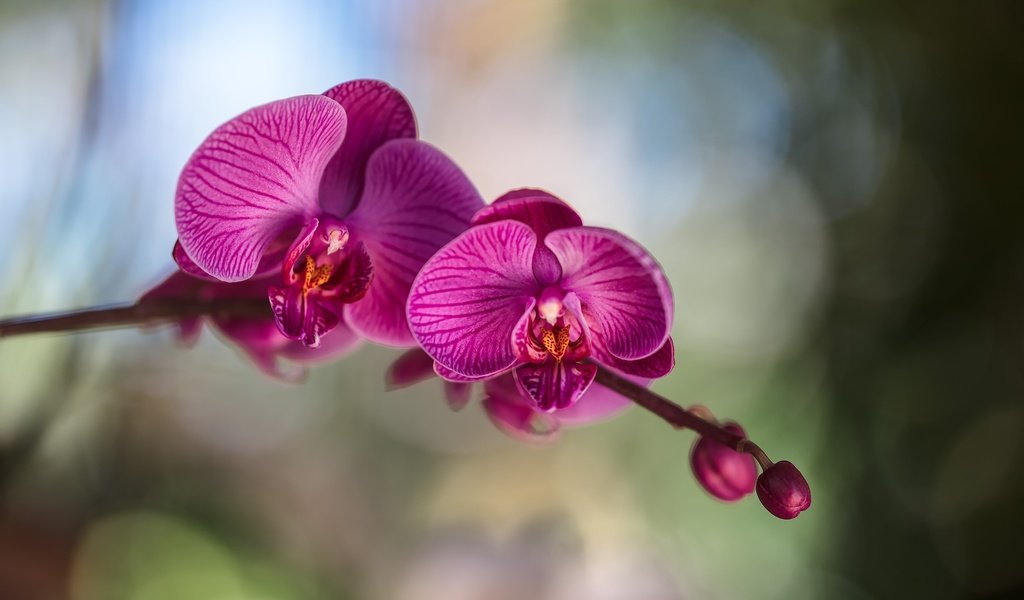 Обои цветы, цветение, лепестки, орхидея, фаленопсис, flowers, flowering, petals, orchid, phalaenopsis разрешение 2500x1779 Загрузить