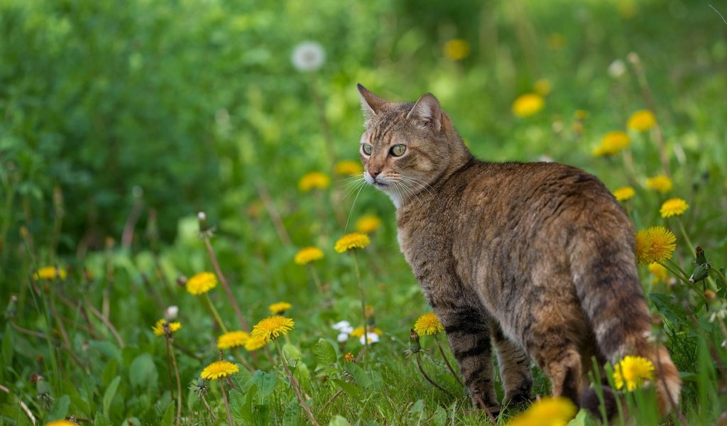 Обои цветы, кот, мордочка, усы, кошка, взгляд, весна, одуванчики, flowers, cat, muzzle, mustache, look, spring, dandelions разрешение 2048x1280 Загрузить