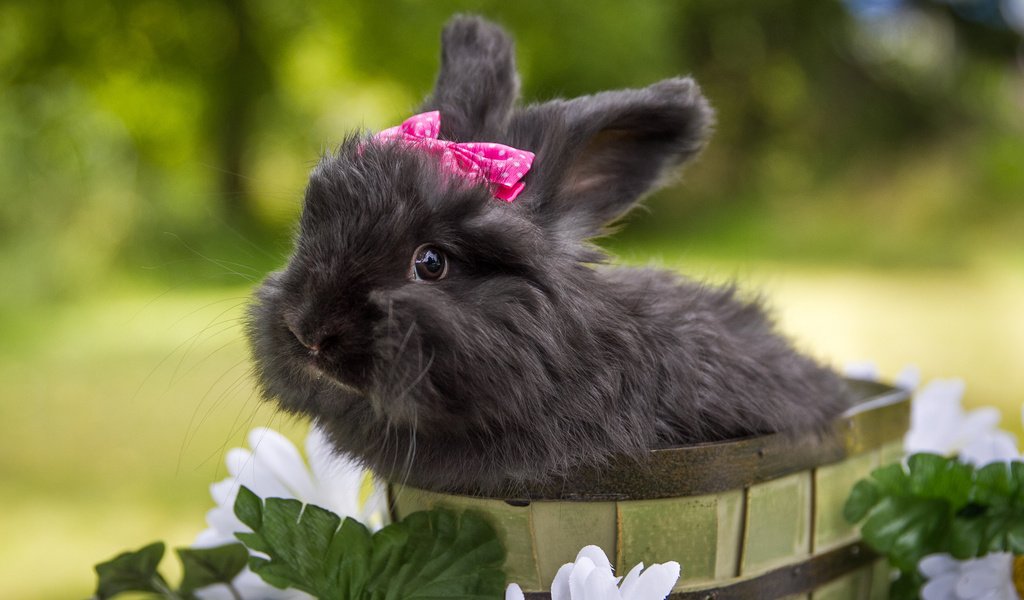 Обои цветы, кролик, животное, бант, ведро, flowers, rabbit, animal, bow, bucket разрешение 2048x1366 Загрузить