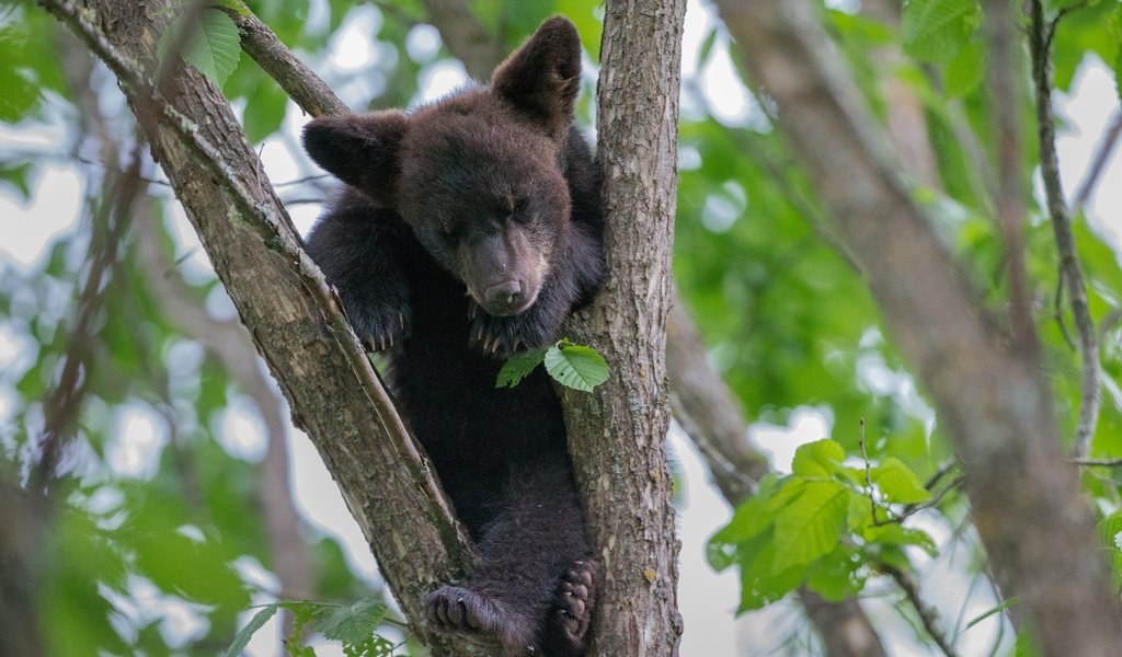 Обои дерево, листья, медведь, малыш, медвежонок, tree, leaves, bear, baby разрешение 2048x1278 Загрузить