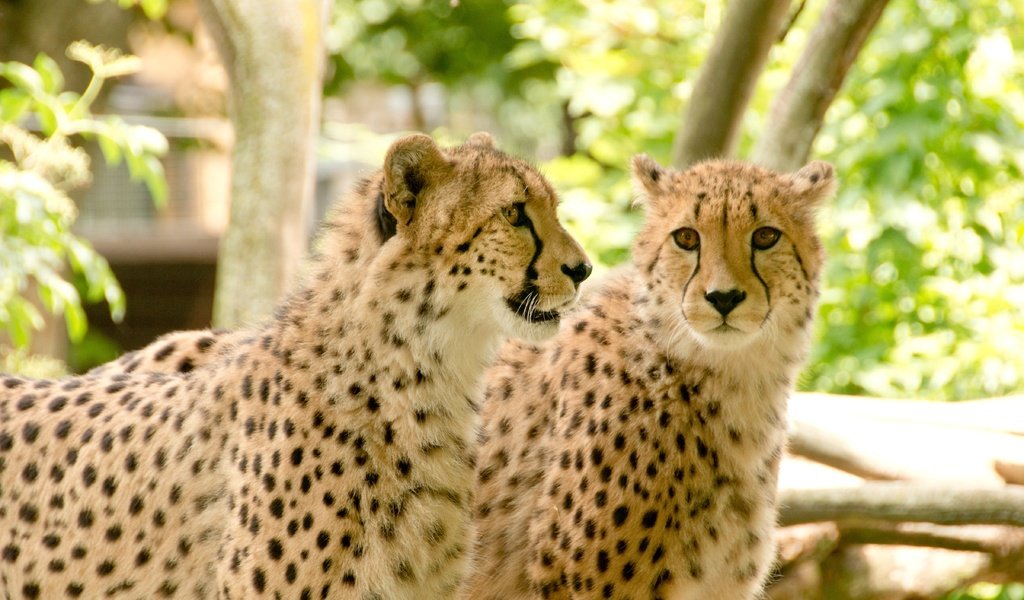 Обои природа, африка, отдых, хищники, гепард, гепарды, nature, africa, stay, predators, cheetah, cheetahs разрешение 4800x3200 Загрузить