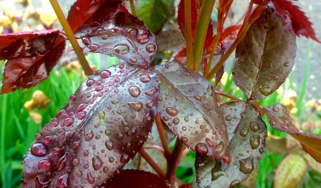 Обои листья, капли, капли воды, после дождя, leaves, drops, water drops, after the rain разрешение 2448x3264 Загрузить