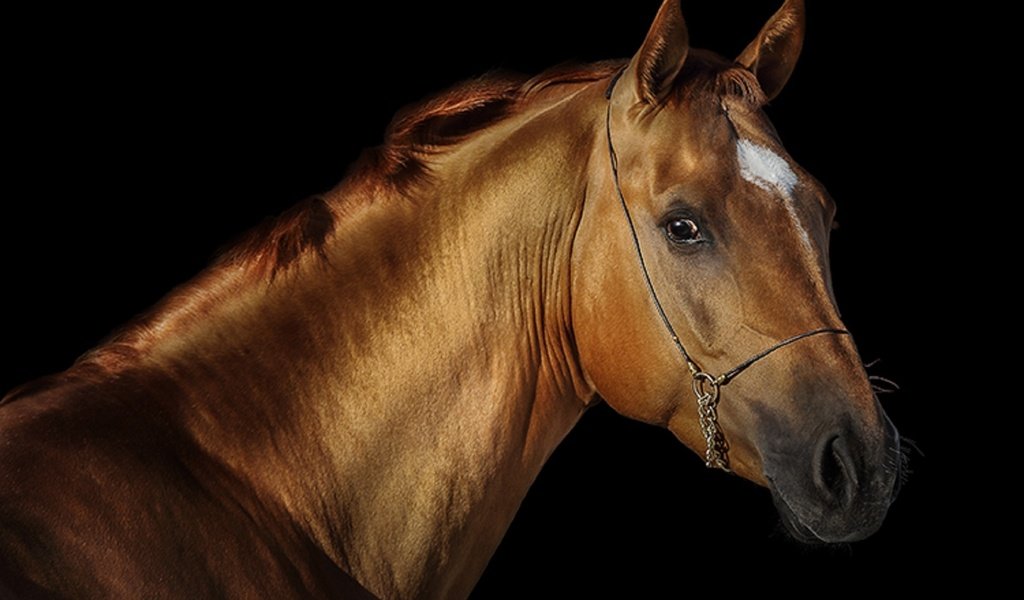 Обои лошадь, черный фон, конь, грива, жеребец, svetlana ryazantseva, horse, black background, mane, stallion разрешение 1920x1251 Загрузить