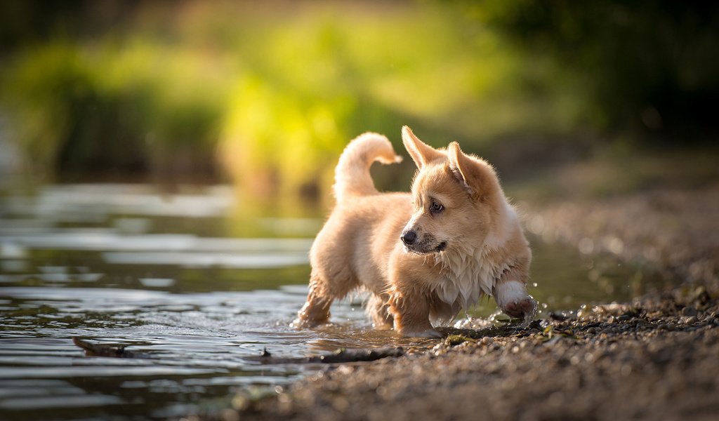 Обои вода, пемброк, природа, nicole trenker, ручей, собака, щенок, животное, вельш-корги, корги, water, pembroke, nature, stream, dog, puppy, animal, welsh corgi, corgi разрешение 1920x1200 Загрузить