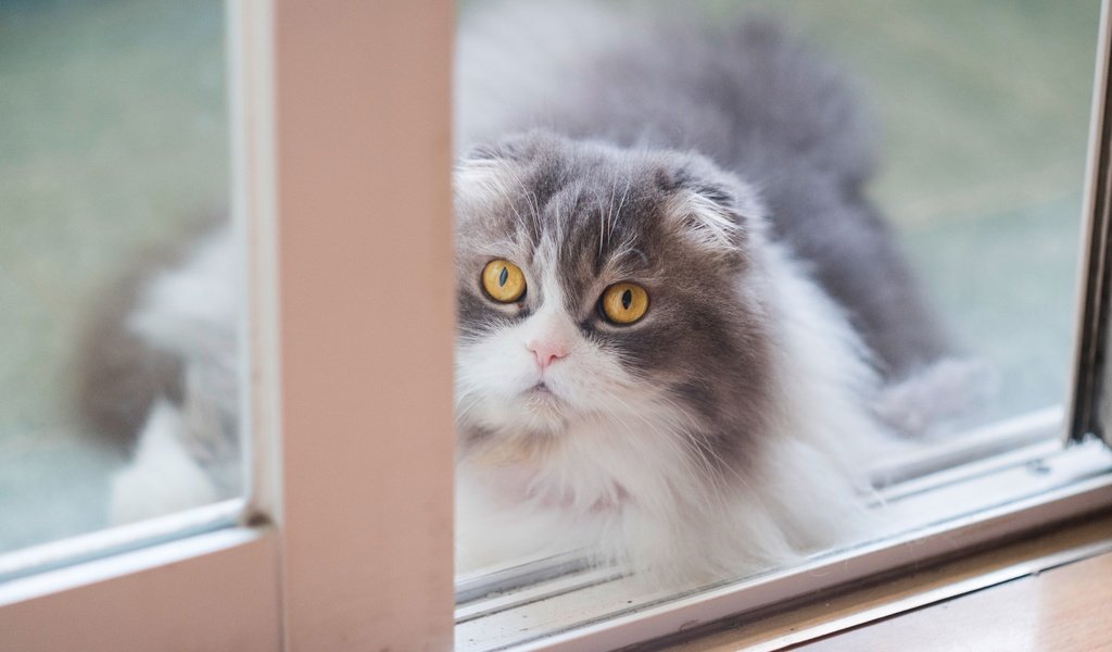 Обои кот, мордочка, кошка, взгляд, окно, пушистая, шотландская, вислоухая, желтые глаза, yellow eyes, cat, muzzle, look, window, fluffy, scottish, fold разрешение 8066x4537 Загрузить