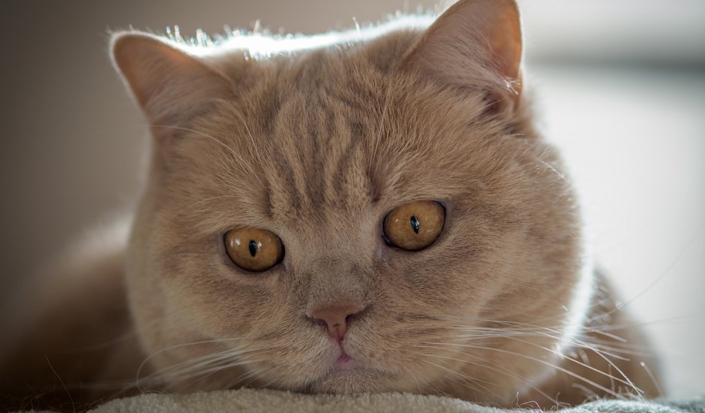 Обои кот, мордочка, усы, кошка, взгляд, британская короткошерстная кошка, cat, muzzle, mustache, look, british shorthair разрешение 5184x3888 Загрузить