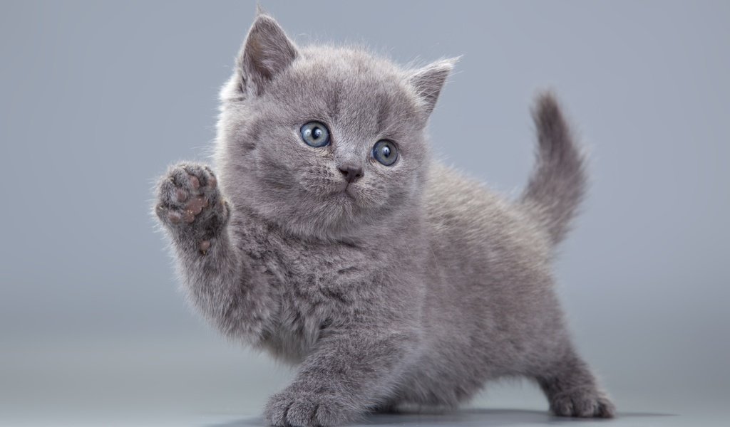 Обои взгляд, котенок, серый, лапки, пушистик, британская кошка, look, kitty, grey, legs, pussy, british cat разрешение 3840x2658 Загрузить