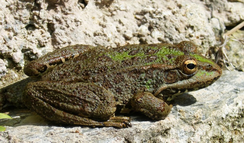 Обои природа, лягушка, жаба, земноводные, nature, frog, toad, amphibians разрешение 3572x2679 Загрузить