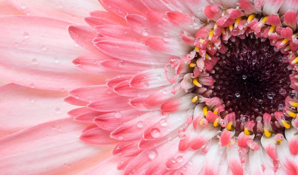 Обои макро, цветок, лепестки, розовая, гербера, macro, flower, petals, pink, gerbera разрешение 2048x1325 Загрузить