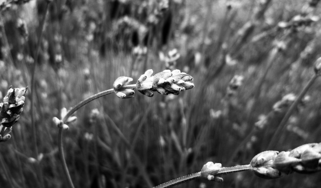 Обои природа, растения, макро, чёрно-белое, размытость, колоски, nature, plants, macro, black and white, blur, spikelets разрешение 2447x1634 Загрузить