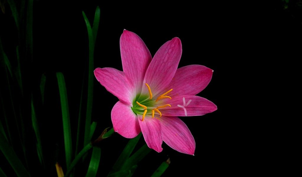 Обои макро, цветок, лепестки, черный фон, зефирантес, macro, flower, petals, black background, zephyranthes разрешение 2048x1225 Загрузить