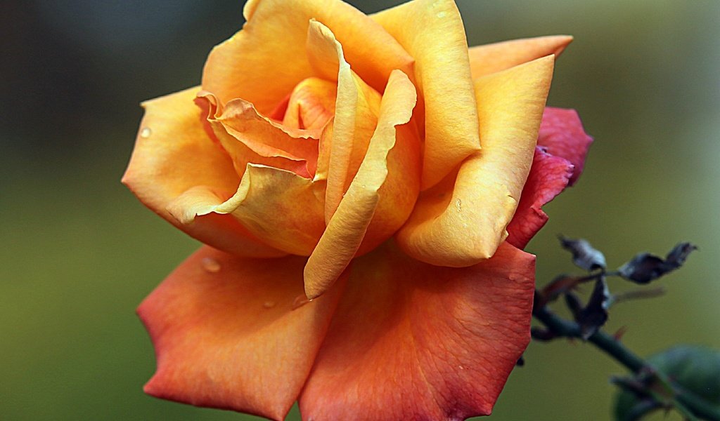 Обои макро, цветок, роса, капли, роза, лепестки, бутон, macro, flower, rosa, drops, rose, petals, bud разрешение 2048x1412 Загрузить