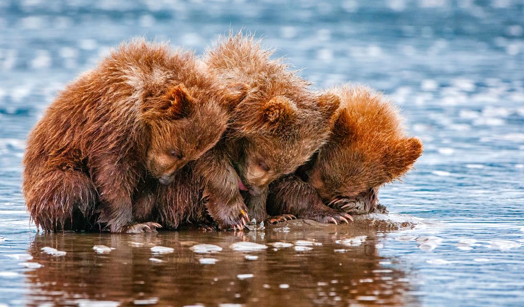 Обои вода, животные, медведи, трое, детеныши, медвежата, water, animals, bears, three, cubs разрешение 2048x1435 Загрузить