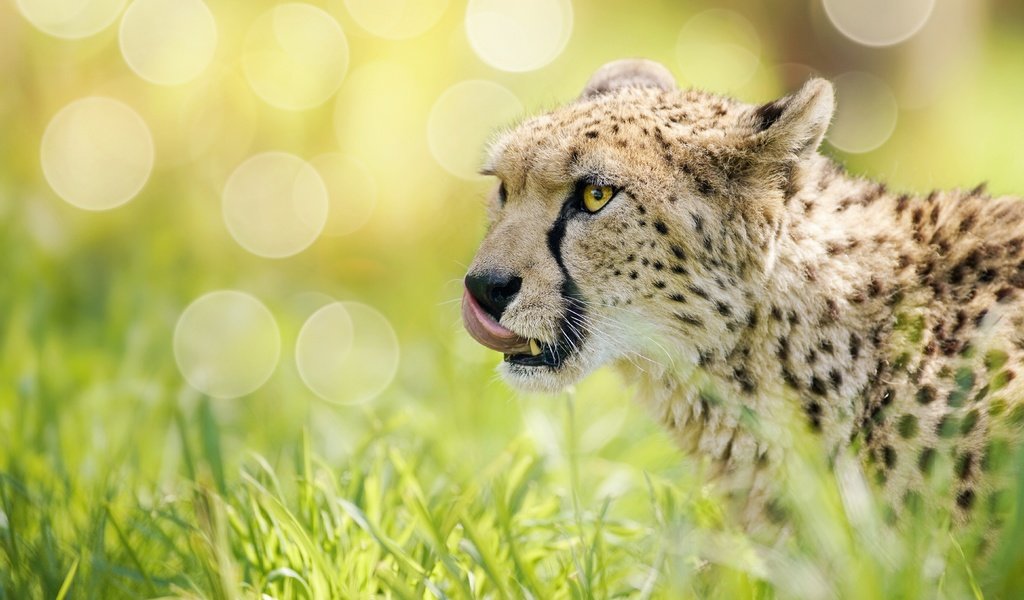 Обои морда, трава, блики, гепард, дикая кошка, боке, face, grass, glare, cheetah, wild cat, bokeh разрешение 5605x3742 Загрузить