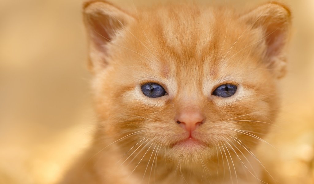 Обои кот, мордочка, усы, кошка, взгляд, котенок, малыш, рыжий, cat, muzzle, mustache, look, kitty, baby, red разрешение 2048x1463 Загрузить