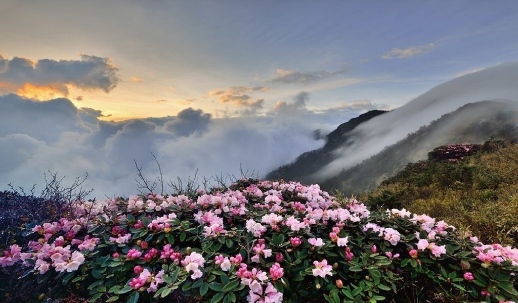 Обои небо, цветы, облака, горы, the sky, flowers, clouds, mountains разрешение 1920x1080 Загрузить