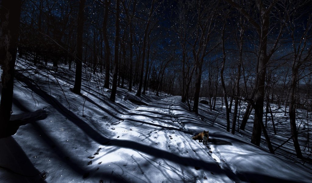 Обои ночь, деревья, снег, лес, зима, лиса, следы, лисица, night, trees, snow, forest, winter, fox, traces разрешение 2048x1365 Загрузить