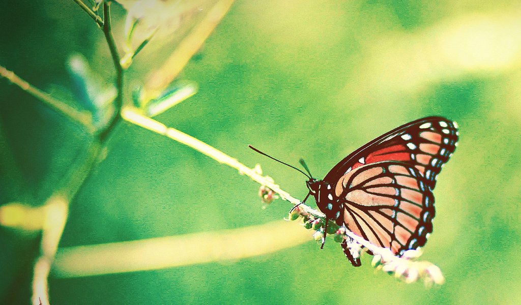 Обои насекомое, бабочка, крылья, размытость, растение, okelly mccarthy, insect, butterfly, wings, blur, plant разрешение 3506x2819 Загрузить