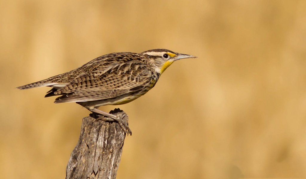 Обои птица, клюв, перья, хвост, луговой трупиал, bird, beak, feathers, tail, meadow trupial разрешение 2048x1152 Загрузить