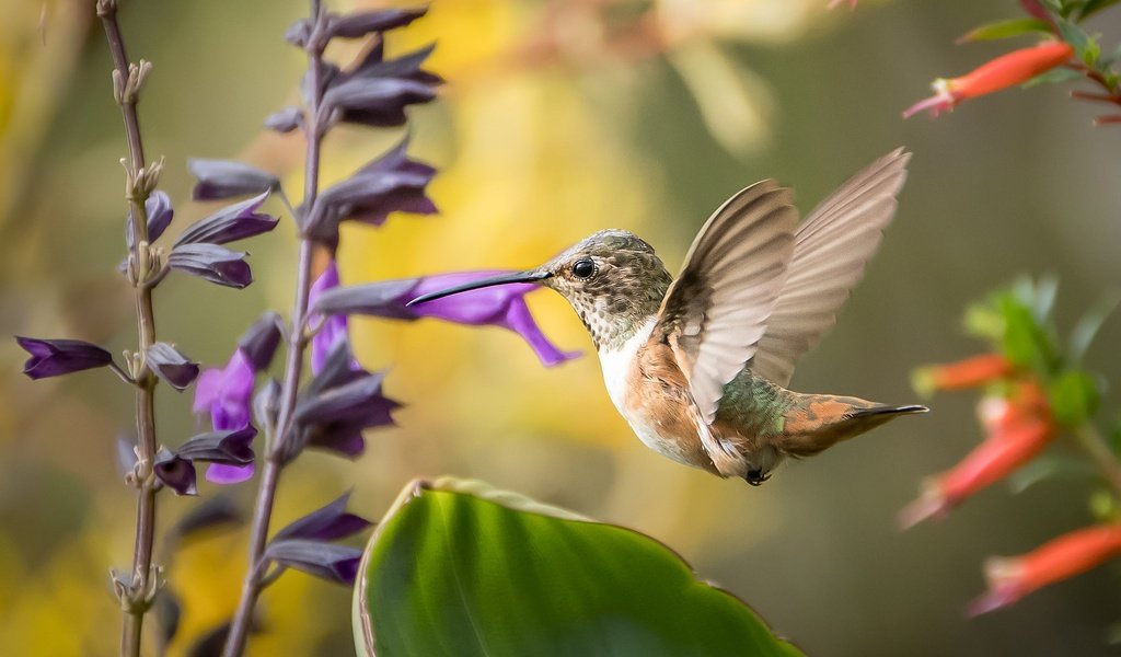 Обои цветы, птица, клюв, перья, окрас, колибри, перышки, flowers, bird, beak, feathers, color, hummingbird разрешение 2048x1365 Загрузить